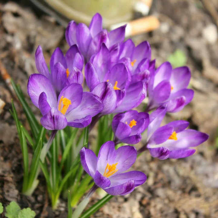 весна