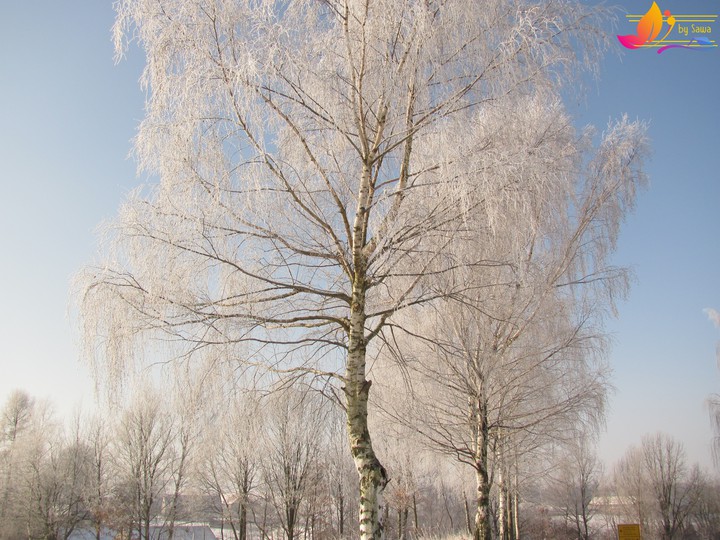 birch with snow