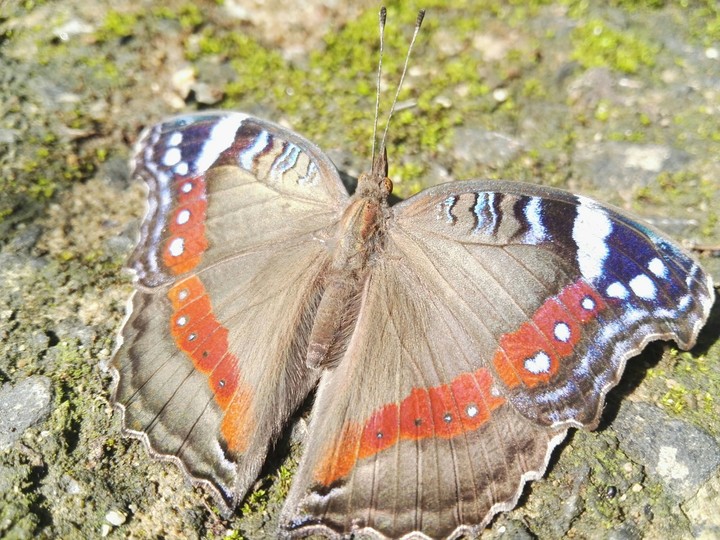 Garden Commodore Butterfly (Precis archesia)