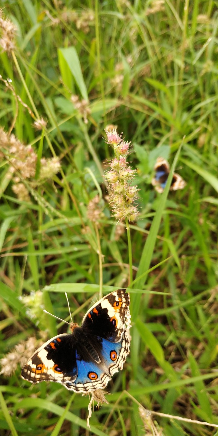 Butterfly #3