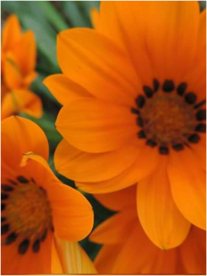 Flores