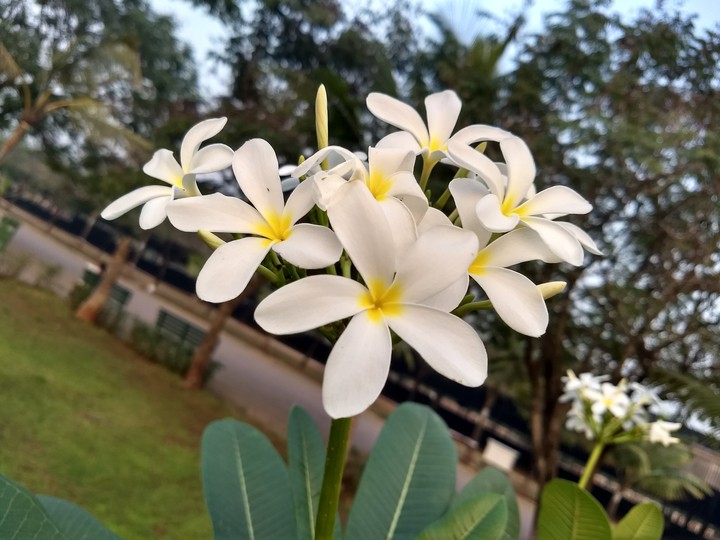 Peaceful and Innocent Flowers