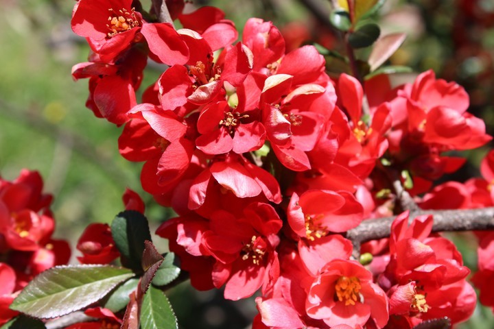 Flowers
