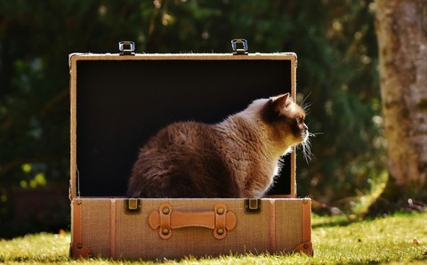 cat