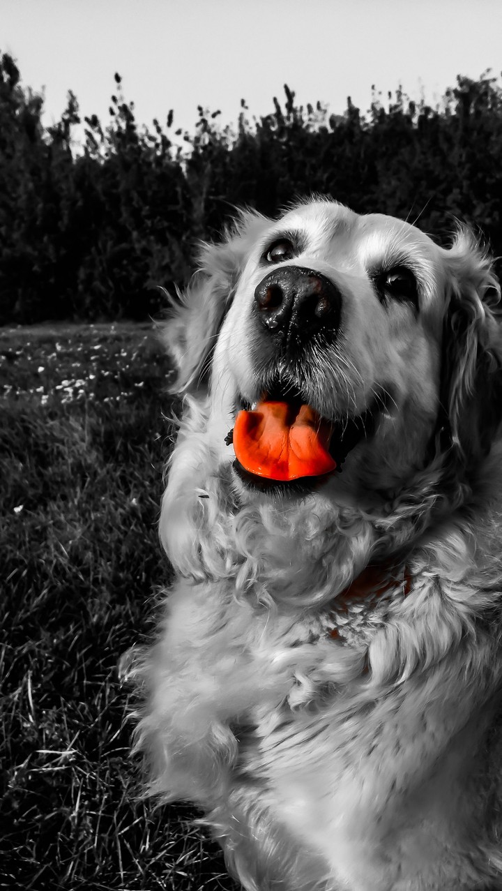 my dog