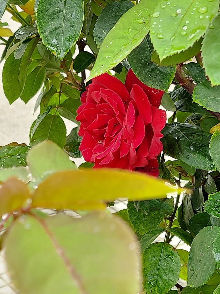 La rosa de mi jardín