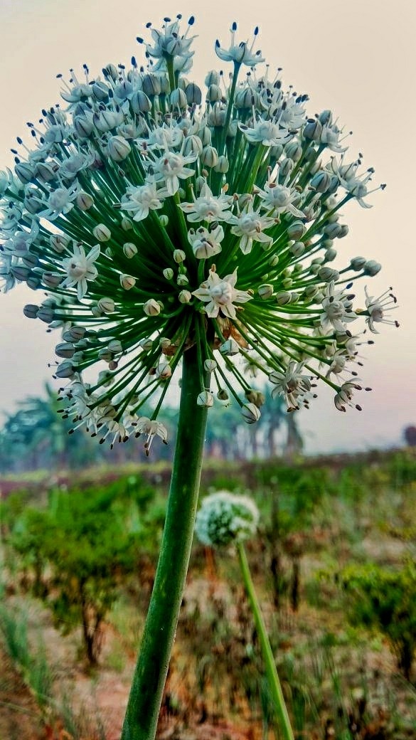 New Life