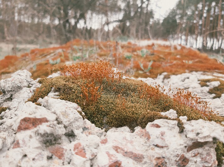forest