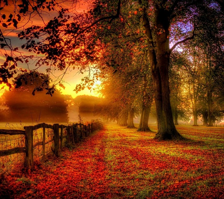 Mystic Forest