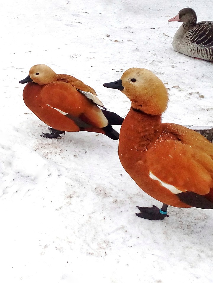 Duck