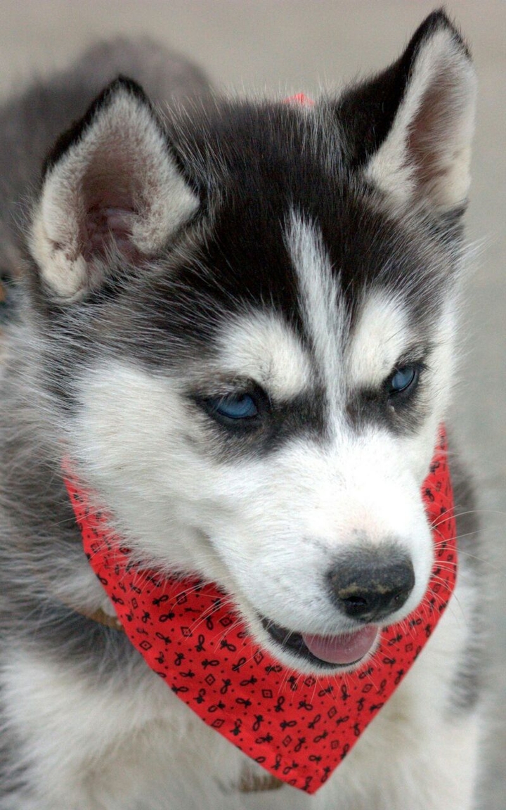 Husky