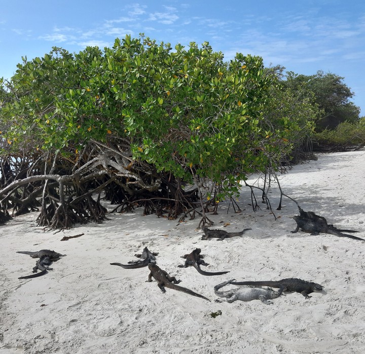 Iguanas