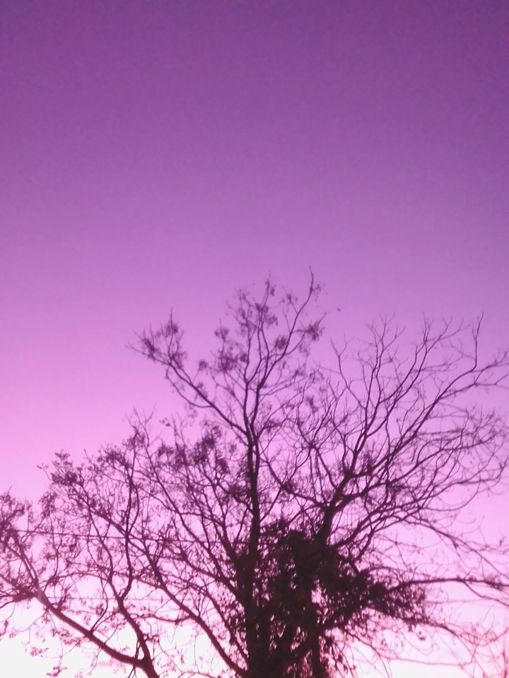 Purple Sky