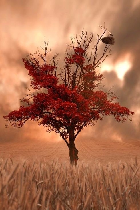 Lebensjahr und baum