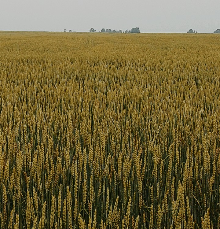 хлеб
