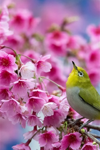 cherry blossoms & mejiro