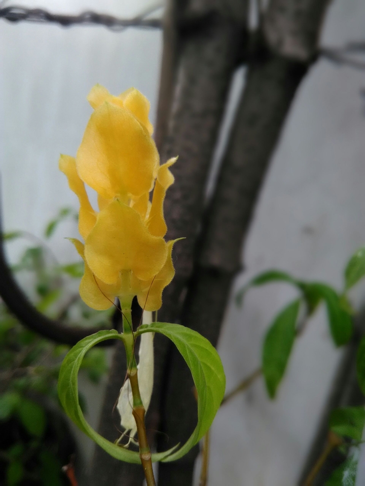 Just A flower