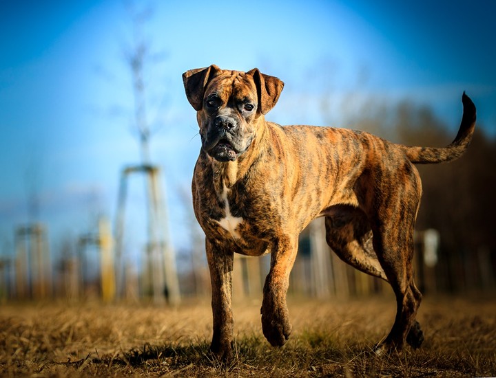 Ares