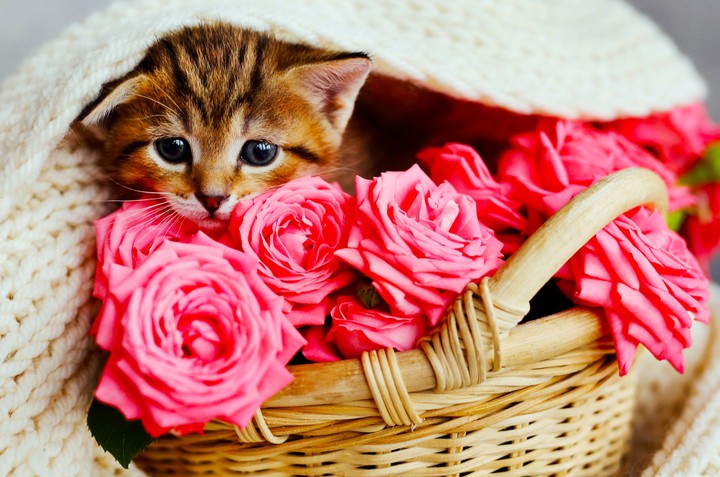fleurs
