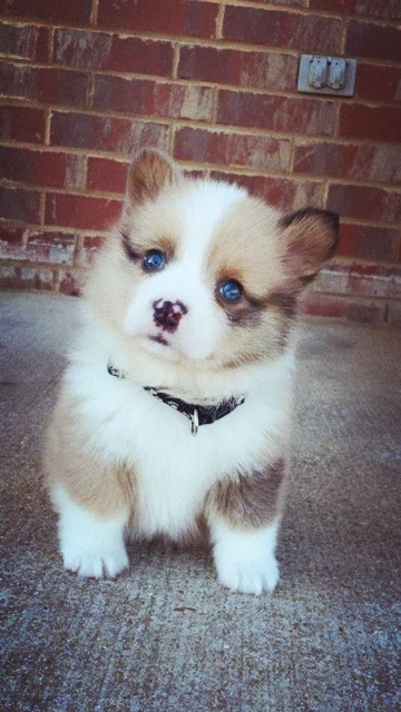 dog#2
