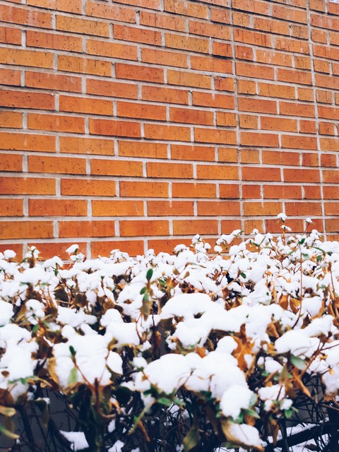 snow cotton