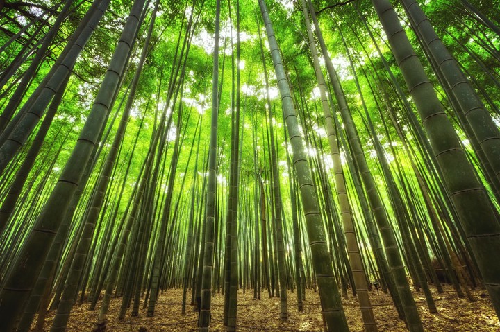 bambú forest