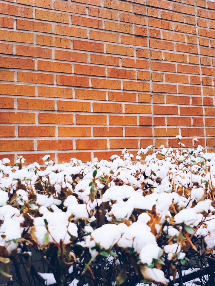 snow cotton