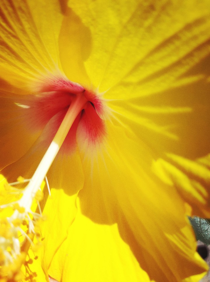 amapola flower