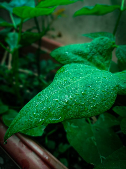 liquid, moisture वॉलपेपर