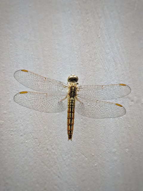 Dragonfly