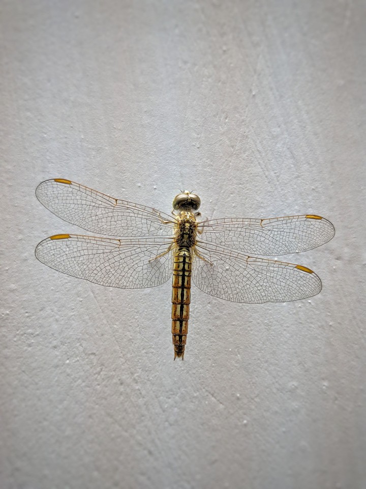 Dragonfly