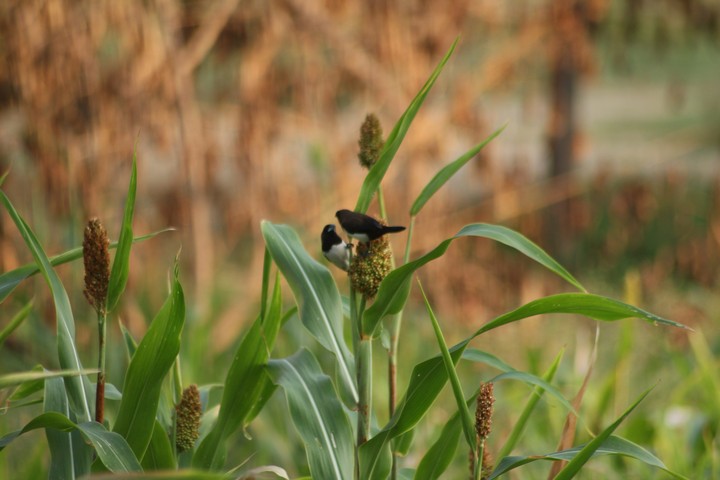 Birds