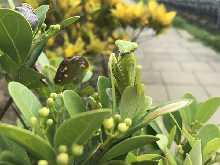 螳螂 Praying mantis