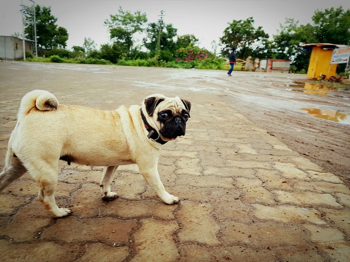 sanket photography