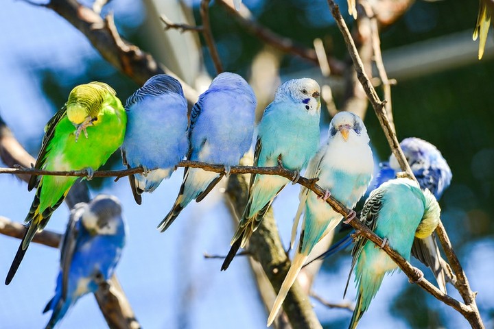 cute birds