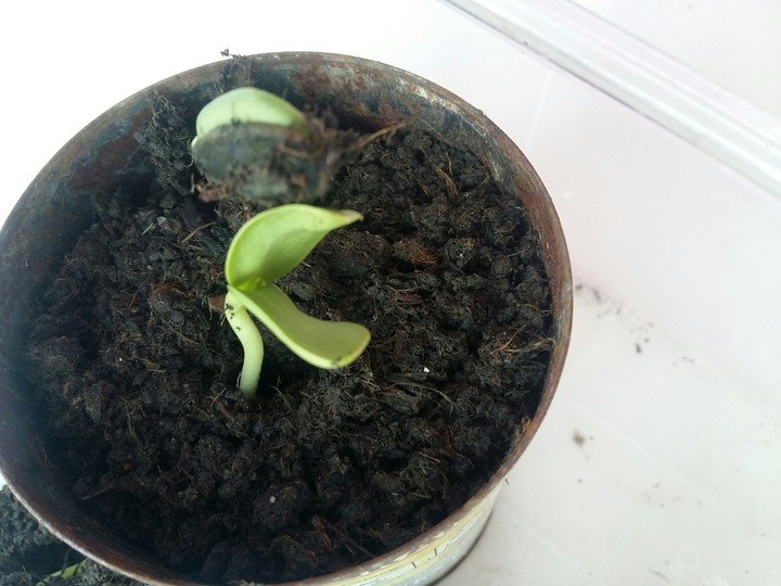 sunFlowerBaby