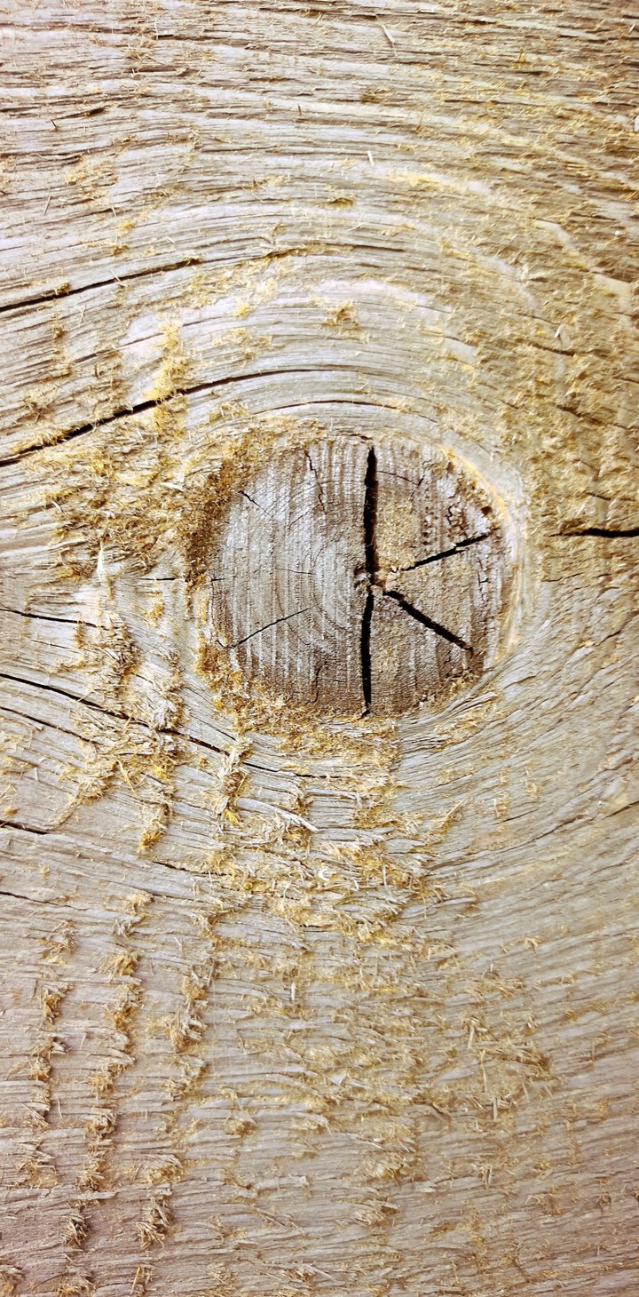 Wood wooden nature