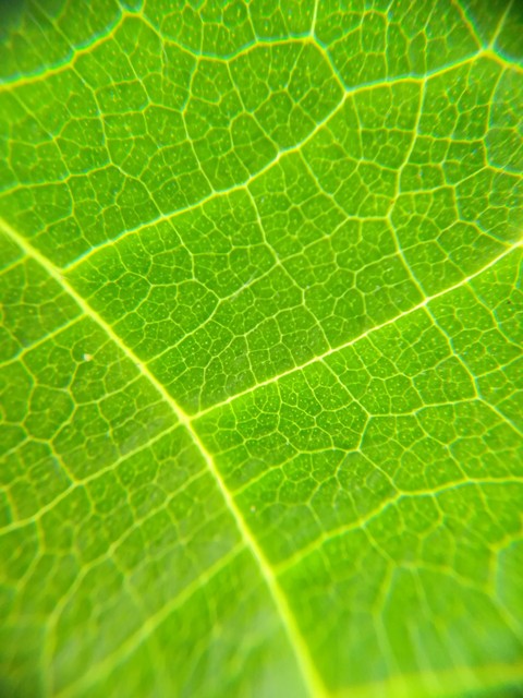 Leave