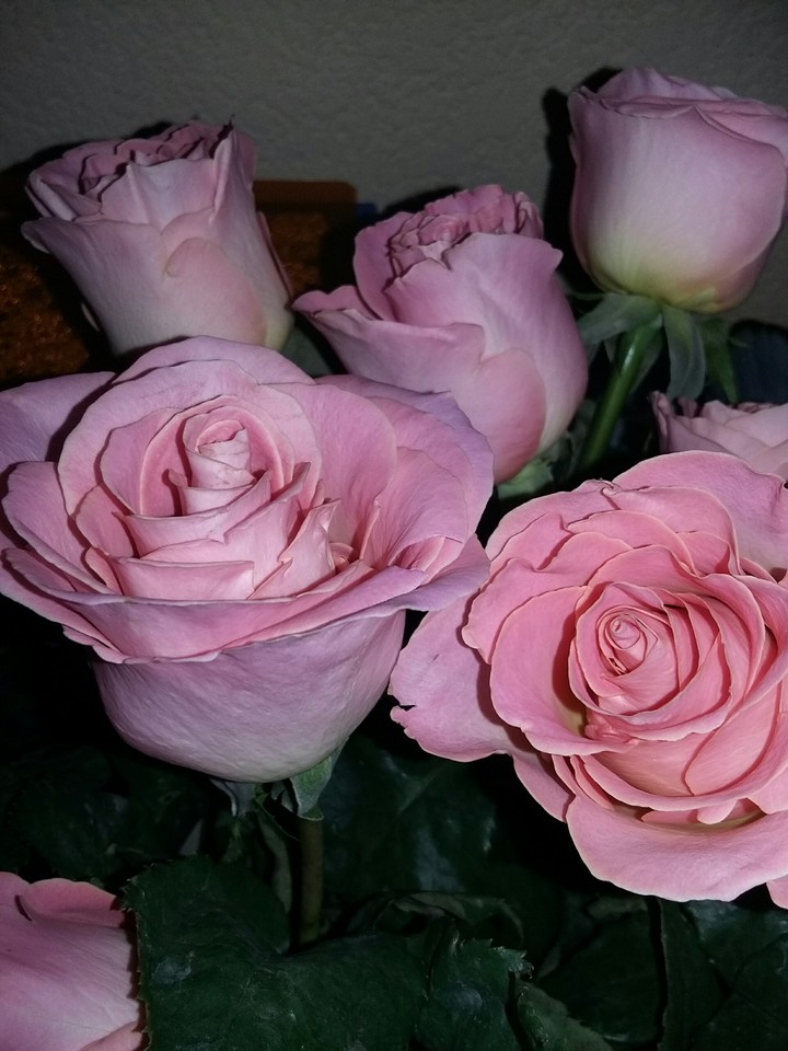 Rosas