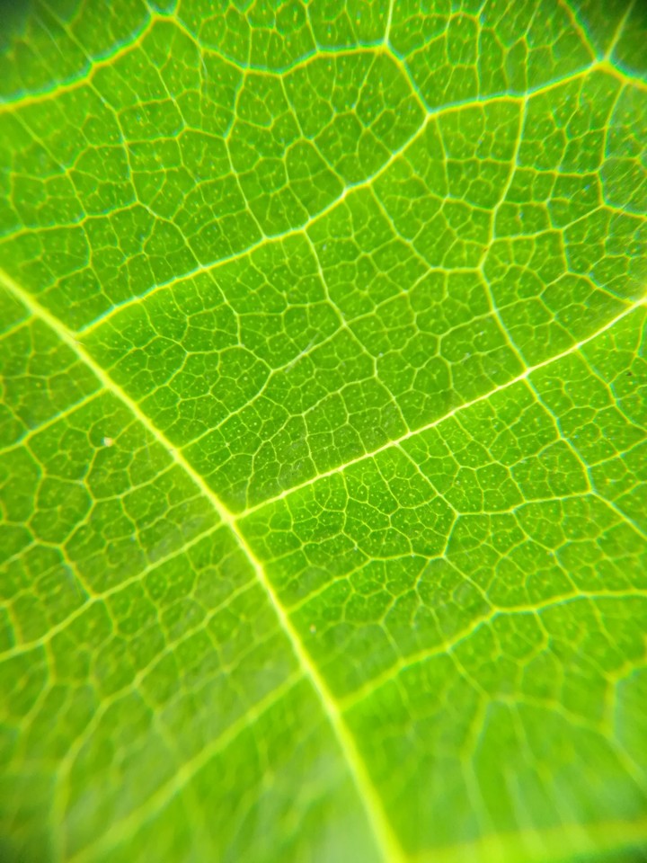 Leave 