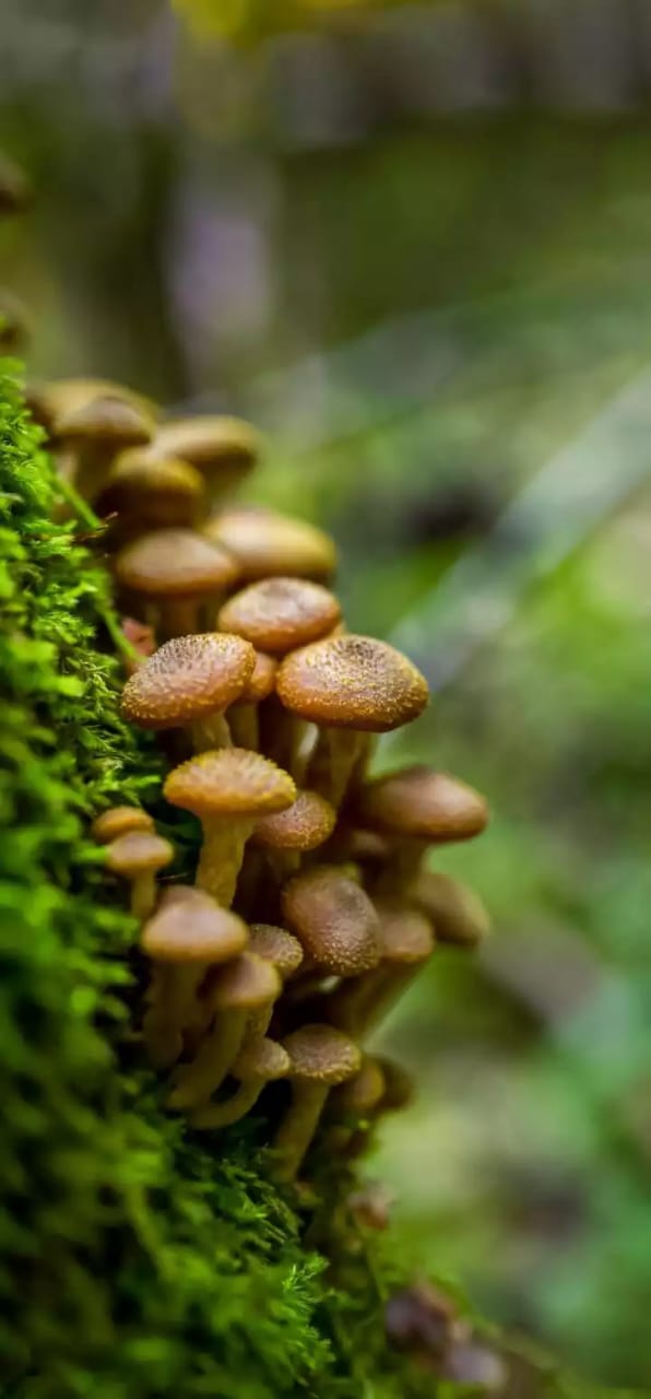 nature