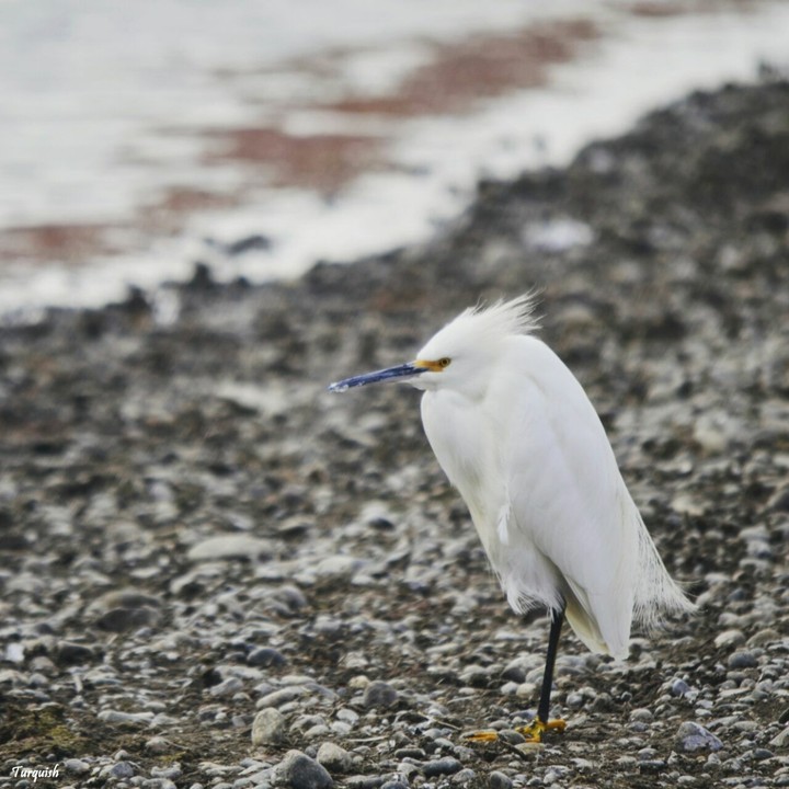 Ave patagonica
