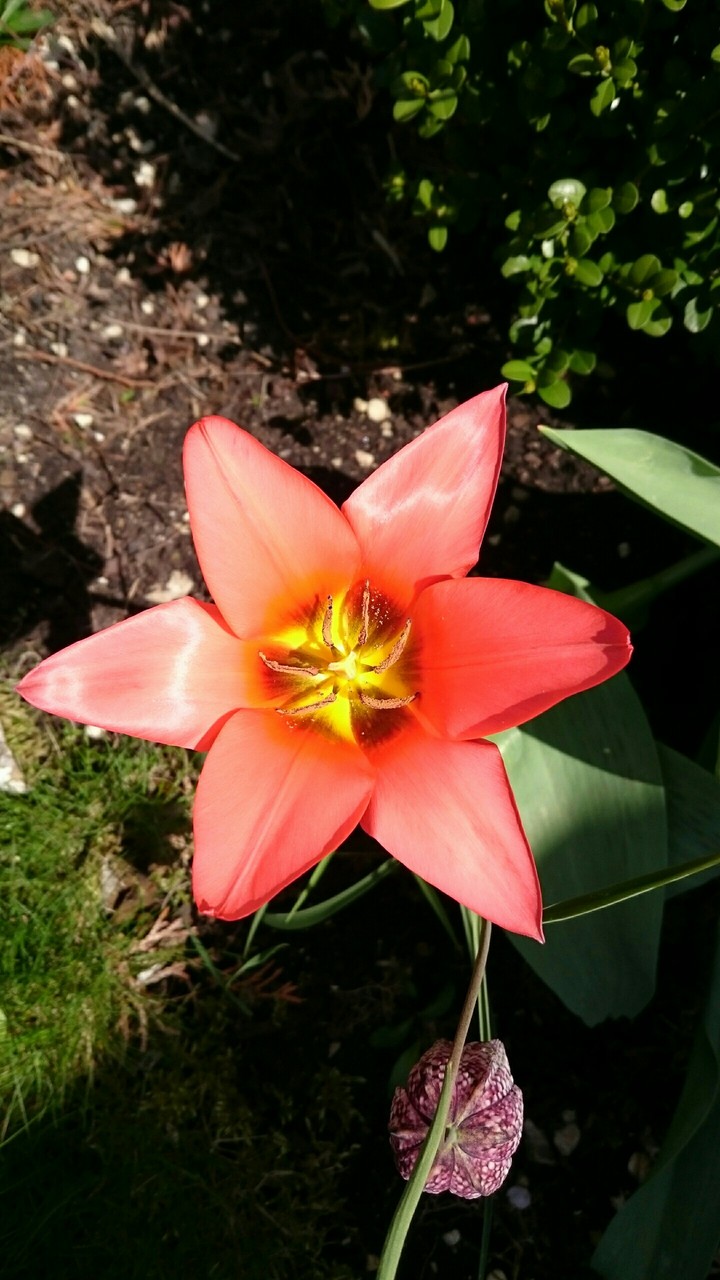 Blume