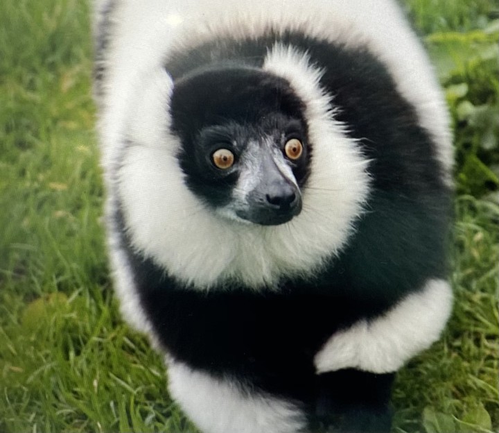 animal