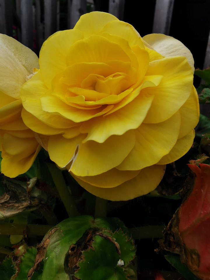 flower
