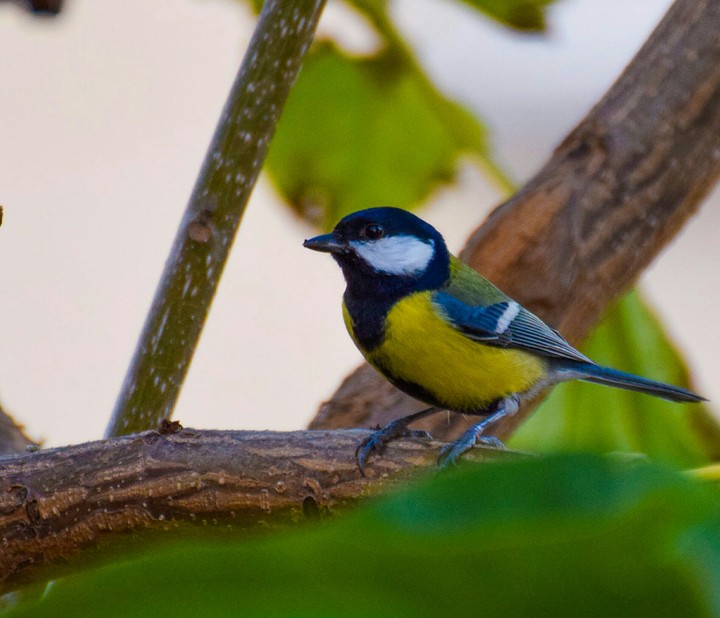 bird