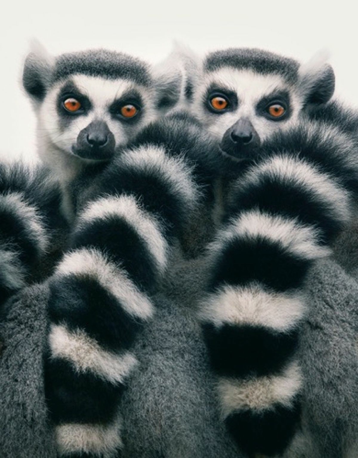 TWO LEMURS