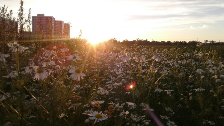 Chamomile