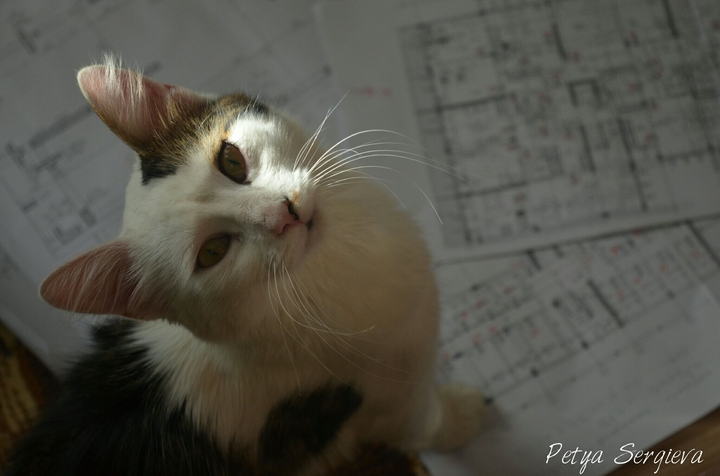 cat