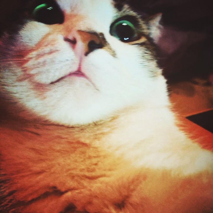 cat